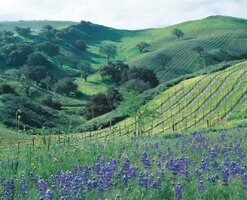 santa barbara county wines