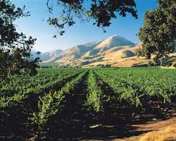 Bien Nacido vineyard